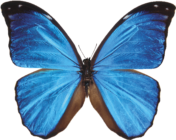 clipart20351048bit